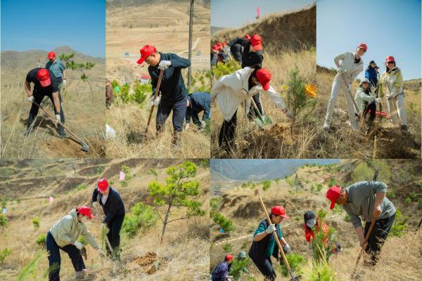 春风拂绿蔚州，14年坚守再添千株新松