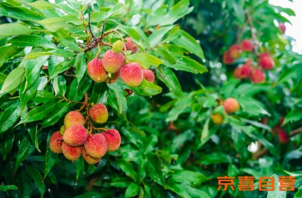 京东京喜首个生鲜基地落户广东 助力茂名荔枝走向全国 