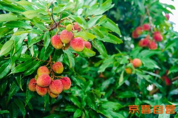 京东京喜首个生鲜基地落户广东 助力茂名荔枝走向全国 