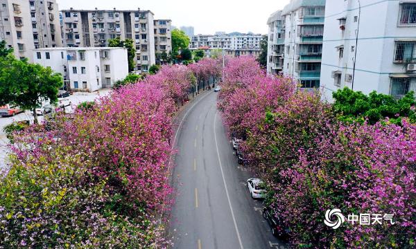 满城春色关不住广西柳州28万株紫荆花齐盛放