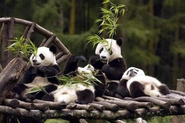 成都成华：高标准全力推进熊猫国际旅游度假区建设