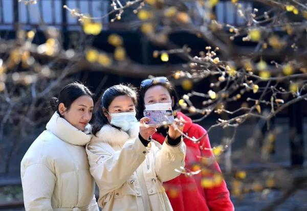 旅游 | 暗香扑鼻！亳州景区腊梅、红梅次第开放