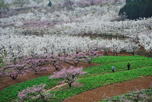 旅游｜安徽淮南出台《促进乡村旅游高质量发展的实施方案