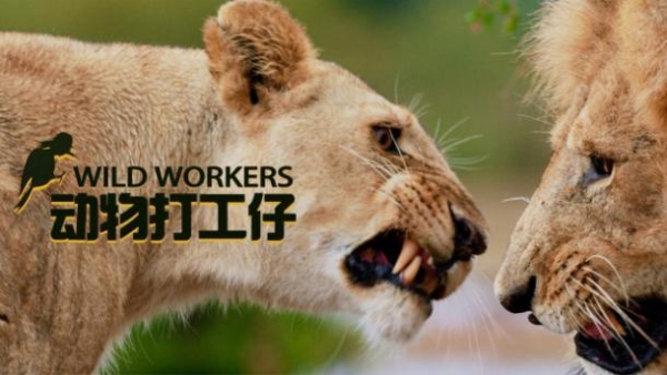 产业 | 纪录片《动物打工仔》：生态文明的有趣截面
