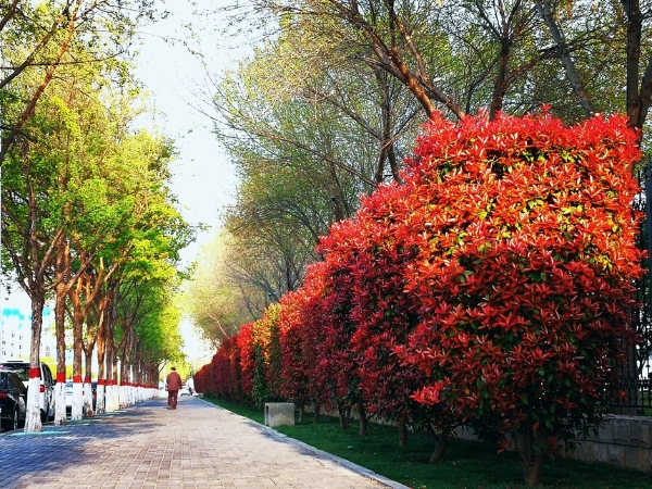 旅游 | 春到古都 花开安阳