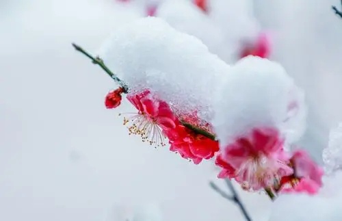 冰雪诗词 | 《清平乐·年年雪里》