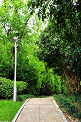 福建三明将乐县从2022年1月15日至4月20日 在全县组织开展松林改造提升百日攻坚行动