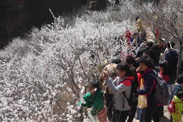 旅游 | 河北邢台第十六届桃花节即将启幕！