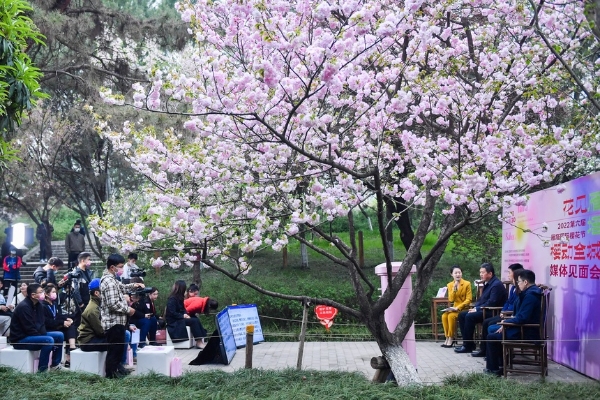 旅游｜“花见雁塔 樱动全城”第六届雁塔国际樱花节开启春日之约