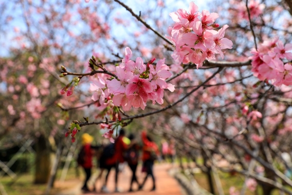 南方观察丨春暖花开，赏花南沙正当时