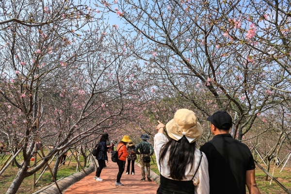 南方观察丨春暖花开，赏花南沙正当时