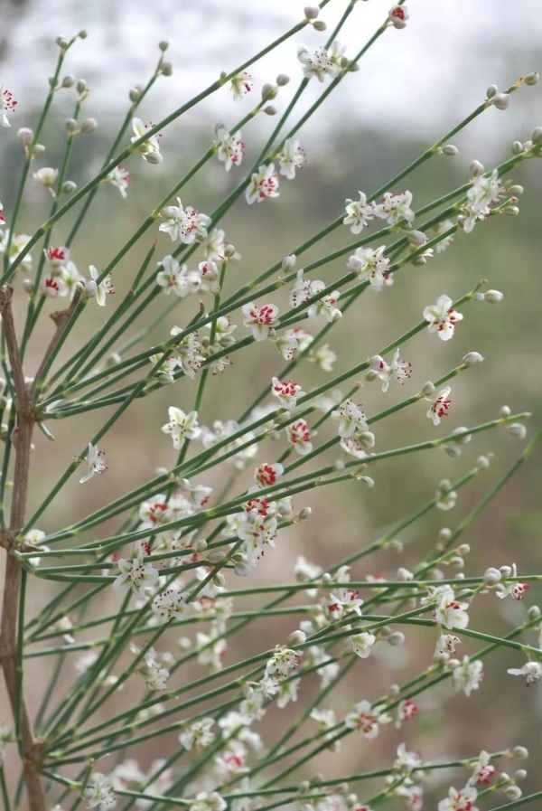 旅游 | 新疆吐鲁番沙漠植物园：环保研学之“花”香飘大漠