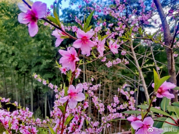 旅游｜安徽黄山：春和景明山花绽放