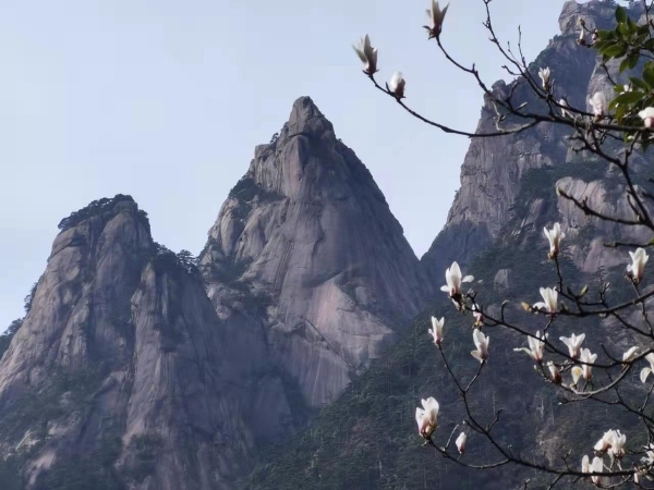 旅游｜安徽黄山：春和景明山花绽放