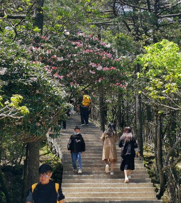 旅游｜“五一”假期黄山春光享游人