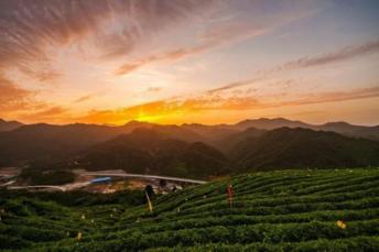 乡村四时好风光 | 谷城茶香之旅