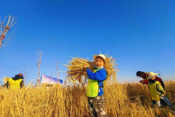旅游 | 太原稻田公园：带游客体验新时代下的农耕文化