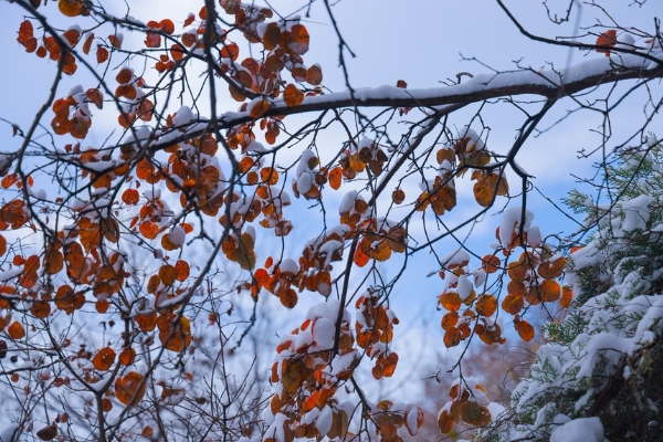 旅游 | 河南云台山迎初雪：群山银装素裹 美不胜收