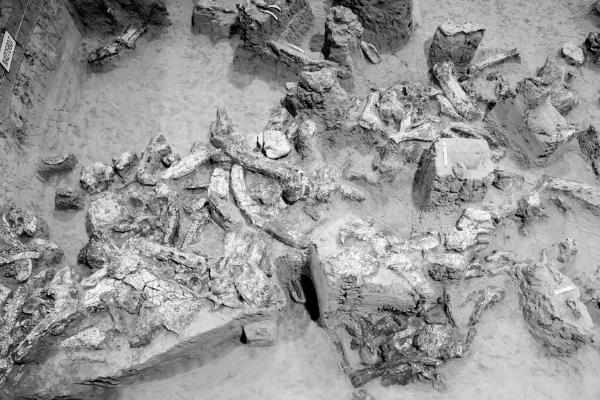 文物 | 远古密码：古人类化石实证中国百万年人类演化史