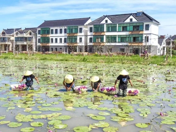 稻花乡里说丰年 | 滨海乡村之旅