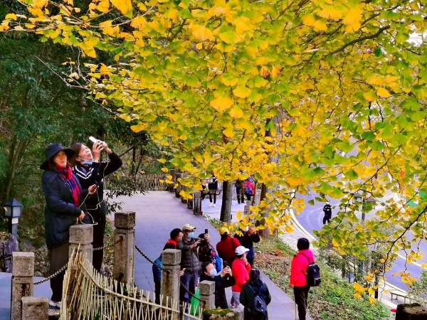 旅游 | 黄山500多年古银杏树惊艳秋色
