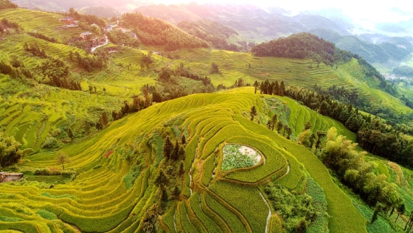 稻花香里说丰年 | 游梯田王国 赏紫鹊奇观