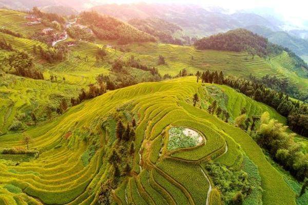 稻花香里说丰年 | 游梯田王国 赏紫鹊奇观