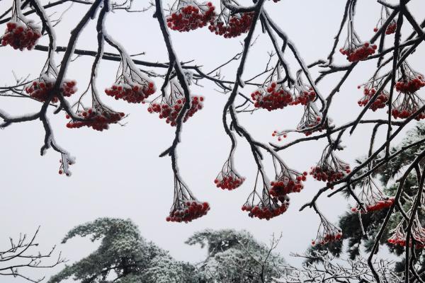 旅游 | 黄山之巅琉璃雪景惊艳游人