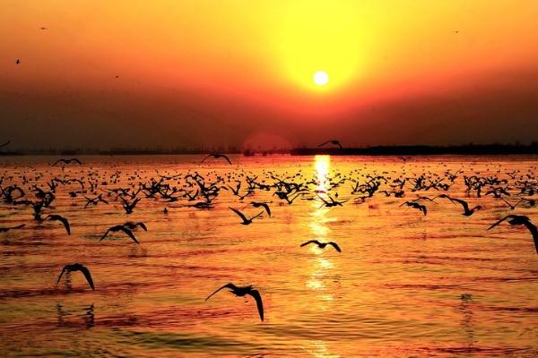 旅游 | 宁夏二十一景：沙湖鸟国——走进沙湖 尽享观鸟盛宴