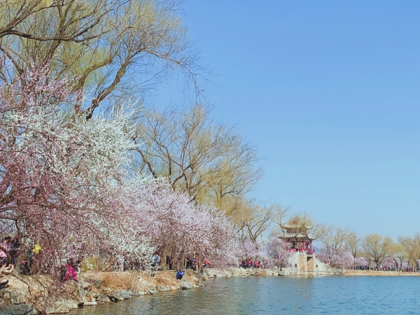 旅游 | 颐和园的春