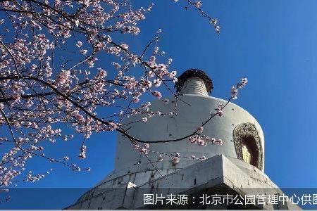 北京市属公园迎来春日赏花季