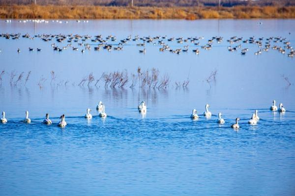 旅游 | 宁夏沙湖国际观鸟节将于4月下旬盛大启幕