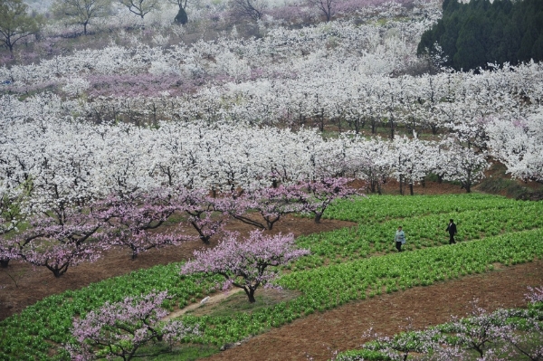 春和景明篇 | 安徽·“春芳如画 赏花探春”之旅