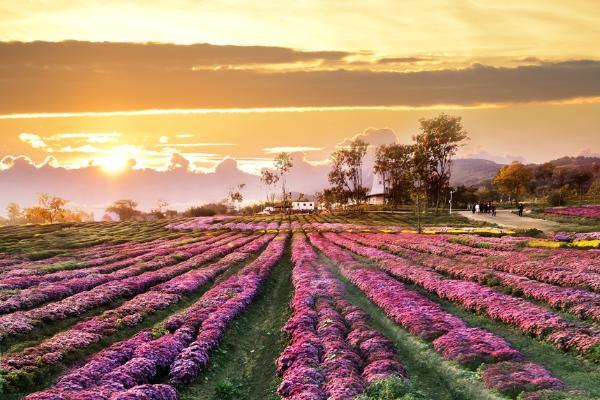 春和景明篇 | 安徽·“春芳如画 赏花探春”之旅