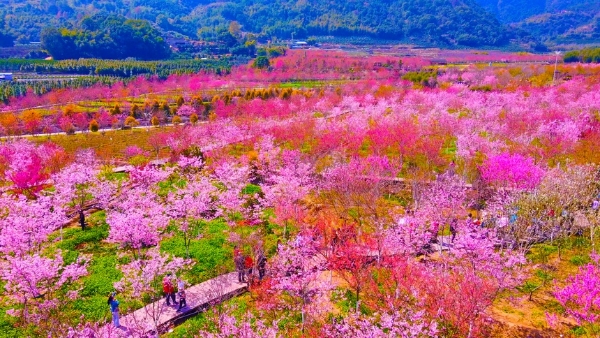 春和景明篇 | 福建·最美春光赏花休闲之旅