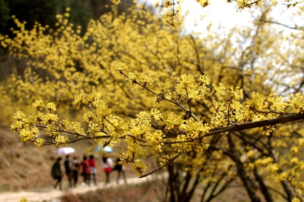 春和景明篇 | 陕西·“看大熊猫 赏山茱萸”春季之旅