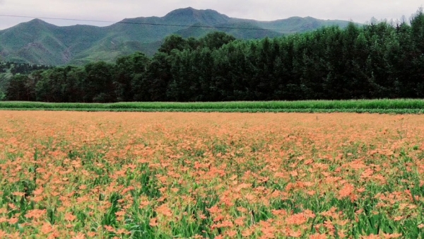 春和景明篇 | 内蒙古·松山区春季赏花之旅