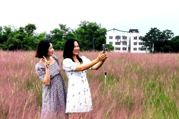 旅游 | 广西南宁园博园将开启浪漫“粉黛季”