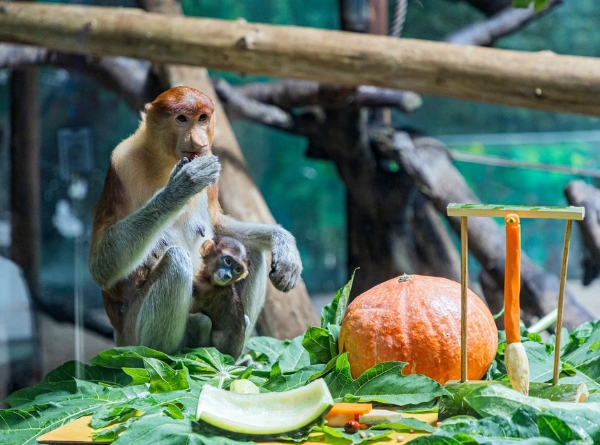 旅游 | 长隆超级猿猴节启动，濒危动物长鼻猴家族再添新成员