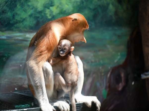旅游 | 长隆超级猿猴节启动，濒危动物长鼻猴家族再添新成员