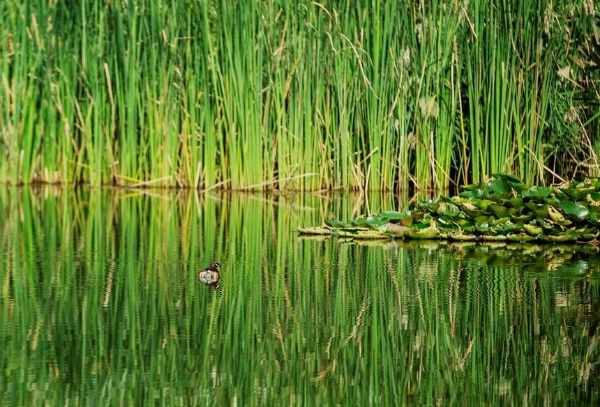 旅游 | 泸西黄草洲国家湿地公园：城市郊游的好去处，老少咸宜的天然氧吧