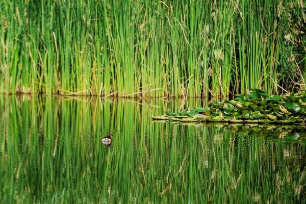 旅游 | 泸西黄草洲国家湿地公园：城市郊游的好去处，老少咸宜的天然氧吧