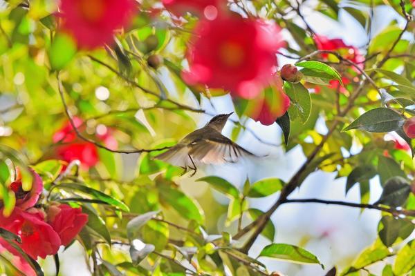 旅游 | 云南昌宁：茶花朵朵迎新年