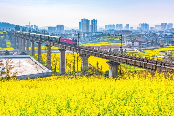 旅游 | 云南：乘火车穿越“金色花海” 寻最美春天