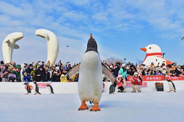 旅游 | 黑龙江哈尔滨：冰雪明星淘学企鹅火爆出圈