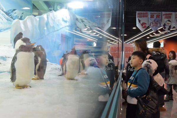 旅游 | 黑龙江哈尔滨：冰雪明星淘学企鹅火爆出圈