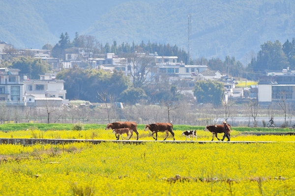 旅游 | 云南昌宁：醉在田园春天里