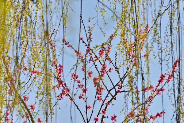 旅游 | 云南昌宁：春天的色彩美到“爆”