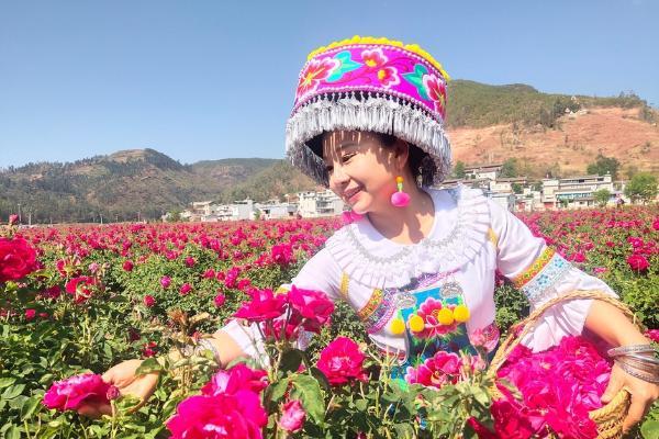 旅游 | 云南：来姚安共赴一场花之约