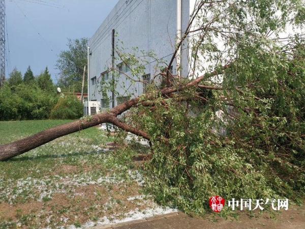 现场北京顺义遭冰雹突袭树木折断窗户碎裂